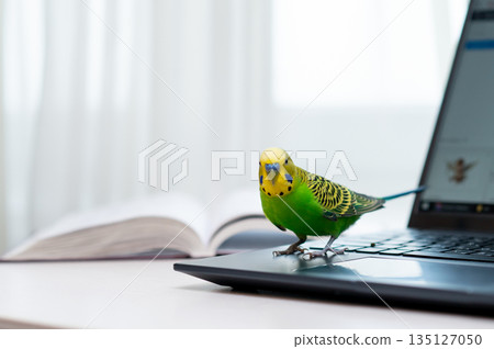 Green budgerigar sitting on laptop indoors Green budgerigar sitting on laptop indoors 135127050