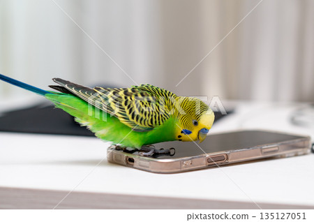 Green budgerigar sitting on laptop with computer mouse on desk 135127051
