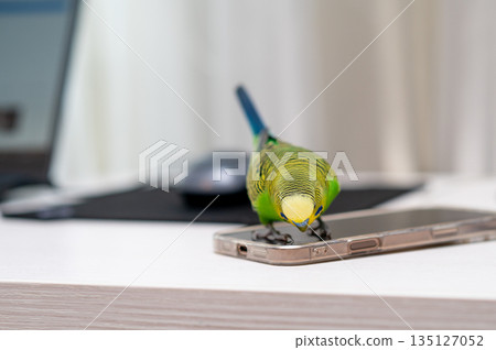 Green budgerigar sitting on laptop with computer mouse on desk 135127052