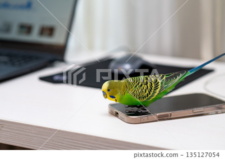 Green budgerigar sitting on laptop with computer mouse on desk Green budgerigar sitting on laptop with computer mouse on desk 135127054