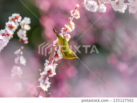 梅花和白眼 135127502