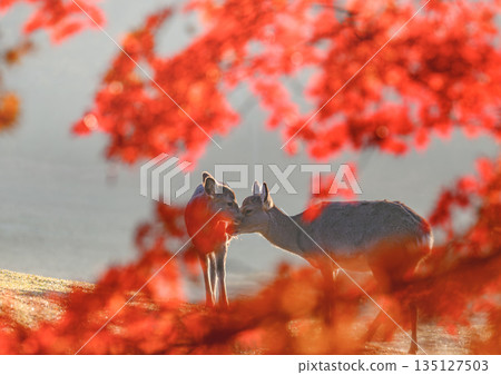 秋葉掩映下，一隻母鹿帶著小鹿。 135127503