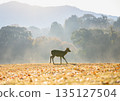 晨霧中，小鹿漫步。 135127504