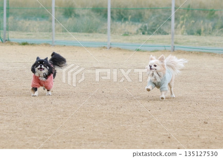 兩隻吉娃娃並排奔跑 135127530