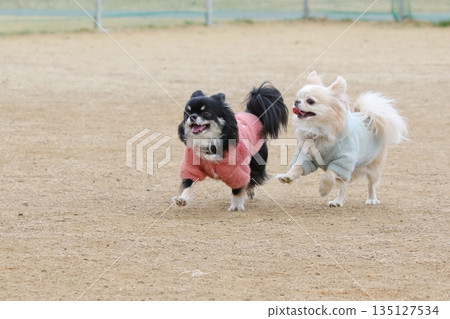 兩隻可愛的吉娃娃在風中奔跑 135127534