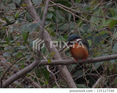 [Tokyo, Kingfisher] Jade on a tree branch and Yokojikkengawa Water Park 135127598