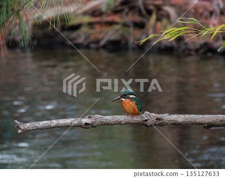 【東京,翠鳥】水邊的翡翠花和橫司堅川水上樂園 【東京,翠鳥】水邊的翡翠花和橫司堅川水上樂園 135127633