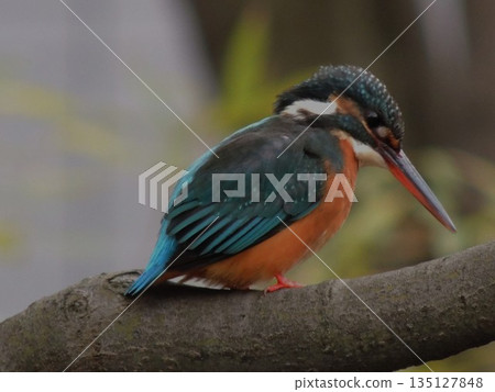 [Tokyo Kingfisher] Jade on a tree branch 135127848