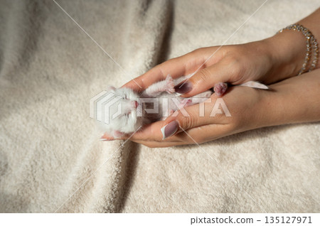 Newborn white kitten cradled in caring hands against soft blanket Newborn white kitten cradled in caring hands against soft blanket 135127971