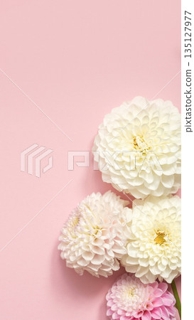 Elegant white dahlias on soft pink background for floral decor enthusiasts 135127977