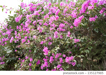 Vibrant bougainvillea blossoms blooming on green foliage Vibrant bougainvillea blossoms blooming on green foliage 135127985