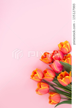 Vibrant orange tulips on soft pink background Vibrant orange tulips on soft pink background 135127993