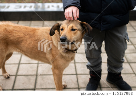 Adult male caucasian walking tan dog on city sidewalk Adult male caucasian walking tan dog on city sidewalk 135127998