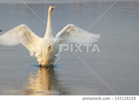 拍天鵝的天鵝 135128158