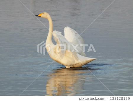 大天鵝拍打翅膀 2 135128159