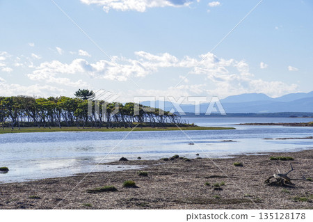 Narawara on the Notsuke Peninsula, where rows of withered Mizunara oak trees line the ground 135128178