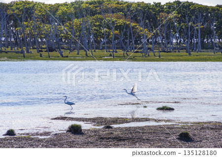 Herons living in Narawara on the Notsuke Peninsula Herons living in Narawara on the Notsuke Peninsula 135128180