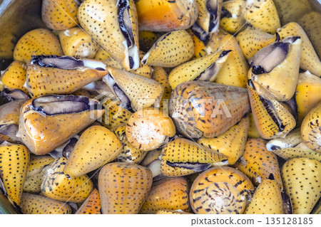 虎錐螺殼可用作裝飾品和工藝品 135128185