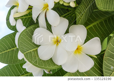 Plumeria flowers, commonly seen in Southeast Asia 135128190
