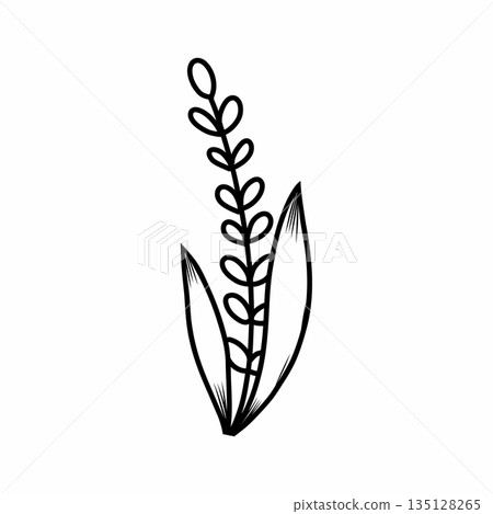 ear of cereal plant. Illustration of rice in doodle style. Contour twig for postcard decoration. 135128265