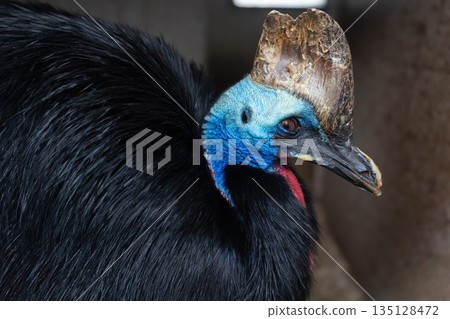 Close-up of a cassowary with vibrant blue skin and large casque Close-up of a cassowary with vibrant blue skin and large casque 135128472