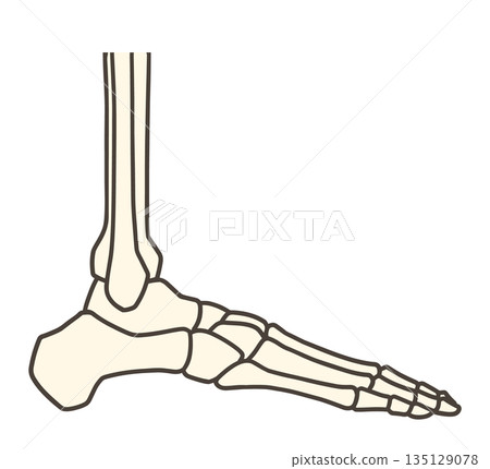 Foot skeleton and outer ankle Foot skeleton and outer ankle 135129078