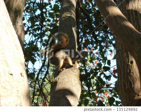 前往格里菲斯天文台 135129892