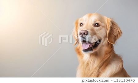 Happy Golden Retriever Dog with Joyful Expression Against Light Gray Background 135130470