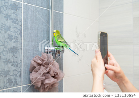 Hand holding smartphone photographing green budgerigar sitting on shower stand 135130654