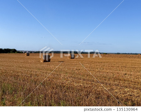 Bundles of hay on a freshly mown field on a sunny summer day, rural agricultural landscape 135130964