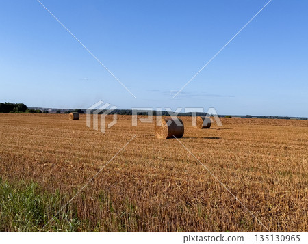 Bundles of hay on a freshly mown field on a sunny summer day, rural agricultural landscape 135130965