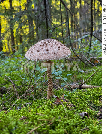 Parasol mushroom Macrolepiota procera growing in green grass in a dense forest on a sunny day 135130967