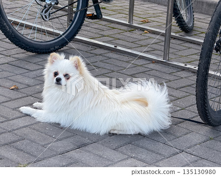 Spitz dog lying on asphalt near parked bicycles on a sunny day 135130980