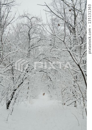 Australian shepherd walking along a narrow snowy forest path and looking back. Concept of journey, companionship, winter walk, solitude and quiet outdoor exploration Australian shepherd walking along a narrow snowy forest path and looking back. Concept of journey, companionship, winter walk, solitude and quiet outdoor exploration 135131363