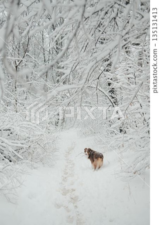 Australian shepherd walking along a narrow snowy forest path and looking back. Concept of journey, companionship, winter walk, solitude and quiet outdoor exploration 135131413