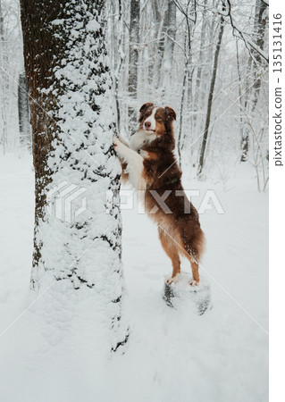 Australian shepherd standing on hind legs and leaning on a snow covered tree in winter forest. Concept of curiosity, playfulness, training, active pet lifestyle and snowy nature 135131416