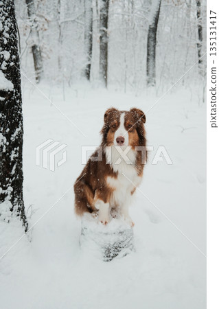 Australian shepherd sitting on a snow covered stump in a winter forest during snowfall. Concept of balance, patience, outdoor pet lifestyle, calm mood and seasonal nature 135131417