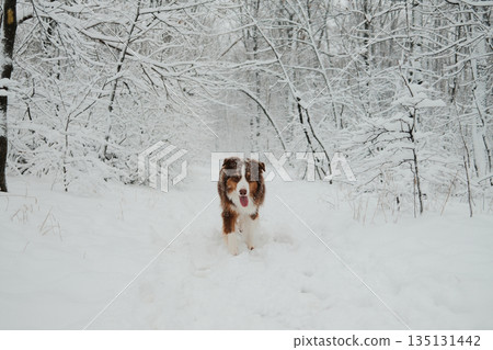 Australian shepherd walking through deep snow in winter forest. Concept of movement, energy, companionship, outdoor lifestyle and seasonal nature atmosphere Australian shepherd walking through deep snow in winter forest. Concept of movement, energy, companionship, outdoor lifestyle and seasonal nature atmosphere 135131442