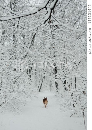 Australian shepherd walking away along a snowy forest path surrounded by snow covered trees. Concept of solitude, journey, winter nature, outdoor exploration and quiet wilderness. Rear view Australian shepherd walking away along a snowy forest path surrounded by snow covered trees. Concept of solitude, journey, winter nature, outdoor exploration and quiet wilderness. Rear view 135131443