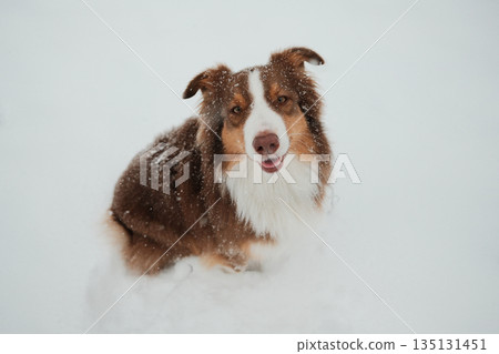 Australian shepherd sitting in deep snow during snowfall, looking at camera. Winter pet portrait concept with calm mood, cold season atmosphere and outdoor animal lifestyle 135131451