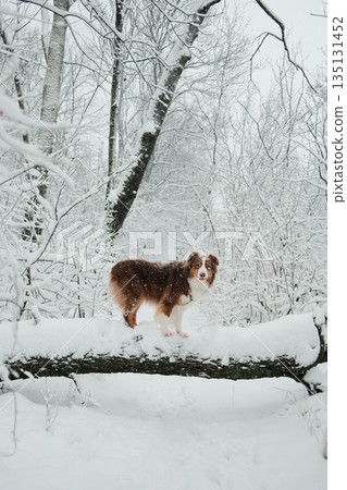 Australian shepherd standing on a snow covered fallen tree in a winter forest. Concept of calm nature, outdoor lifestyle, winter season, animal companionship, and quiet wilderness atmosphere. Australian shepherd standing on a snow covered fallen tree in a winter forest. Concept of calm nature, outdoor lifestyle, winter season, animal companionship, and quiet wilderness atmosphere. 135131452