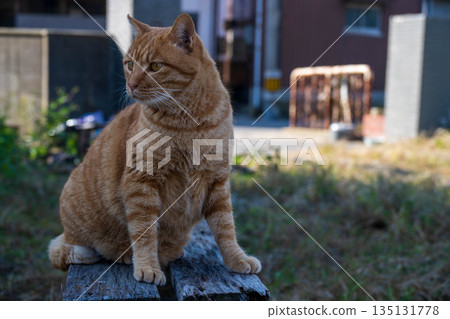 棕色虎斑貓回頭望著 135131778