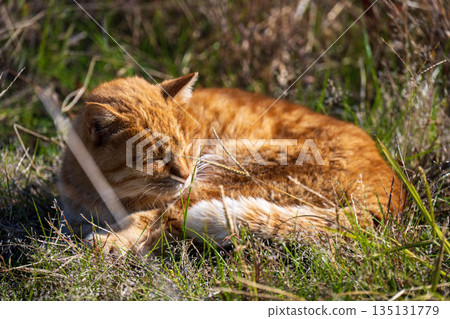 一隻小貓要小睡一下 135131779