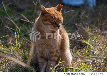 Cute brown tabby cat Cute brown tabby cat 135131793