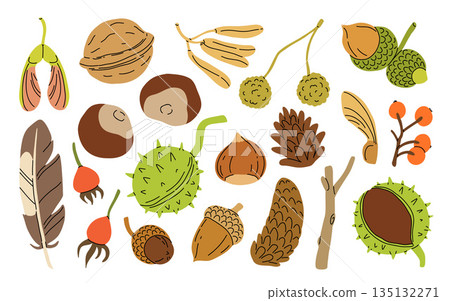 Autumn finds, seeds: rowan, maple, oak. October forest nature: fir cone, feather, acorn, berries. Flat isolated vector illustration on white background Autumn finds, seeds: rowan, maple, oak. October forest nature: fir cone, feather, acorn, berries. Flat isolated vector illustration on white background 135132271