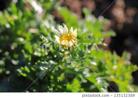 在冬日花園裡,北極菊花的小花苞正在綻放。 在冬日花園裡,北極菊花的小花苞正在綻放。 135132389