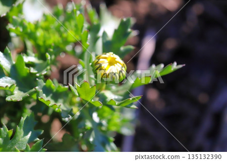 在冬日花園裡,北極菊花的小花苞正在綻放。 在冬日花園裡,北極菊花的小花苞正在綻放。 135132390