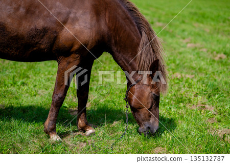 Workhorse on chain peacefully grazing on green meadow in rural countryside summer landscape Workhorse on chain peacefully grazing on green meadow in rural countryside summer landscape 135132787