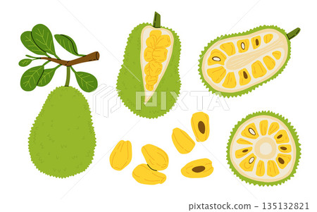 Set of ripe jackfruit whole and half. Exotic peeled jack fruit, slice and pods. Branch with Leaves and fruits. Flat cartoon vector set.. Set of ripe jackfruit whole and half. Exotic peeled jack fruit, slice and pods. Branch with Leaves and fruits. Flat cartoon vector set.. 135132821