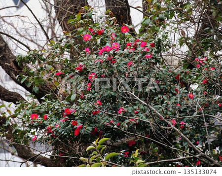 [Tokyo Camellia Flowers] Yokojikkengawa Waterfront Park 135133074